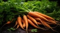 Ripe wet carrots lying in a pile with green leaves. Harvesting, autumn