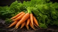 Ripe wet carrots lying in a pile with green leaves. Harvesting, autumn