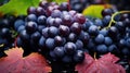 Ripe wet grapes lying in a pile with green leaves. Harvesting