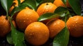 Ripe wet oranges lying in a pile with green leaves. Harvesting, autumn Royalty Free Stock Photo