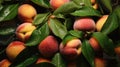 Ripe wet peaches lying in a pile with green leaves. Harvesting, autumn