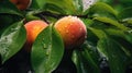 Ripe wet peaches lying in a pile with green leaves. Harvesting, autumn