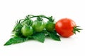 Ripe Wet Red and Green Tomatoes Isolated on White Royalty Free Stock Photo