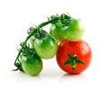 Ripe Wet Red and Green Tomatoes Isolated on White Royalty Free Stock Photo