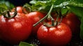 Ripe wet tomatoes lying in a pile with green leaves. Harvesting, autumn Royalty Free Stock Photo