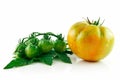 Ripe Wet Yellow and Green Tomatoes Isolated Royalty Free Stock Photo