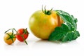 Ripe Wet Yellow and Red Tomatoes with Leaves Royalty Free Stock Photo