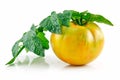 Ripe Wet Yellow Tomatoes with Leaves Isolated Royalty Free Stock Photo