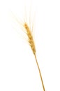 ripe wheat Royalty Free Stock Photo