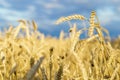 Ripe wheat in an agricultural field against blue sky with clouds. Autumnal Harvest time Royalty Free Stock Photo