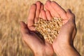 Ripe wheat bean seed in farmer hands. Royalty Free Stock Photo
