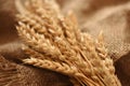 Ripe Wheat Bundle