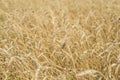 Ripe wheat close-up Royalty Free Stock Photo