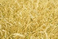 Ripe wheat close-up Royalty Free Stock Photo