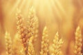 Ripe wheat close-up Royalty Free Stock Photo