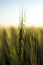 ripe wheat closeup on firm for harvest and sell