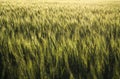 ripe wheat closeup on firm for harvest and sell