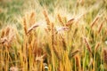 Ripe wheat crop