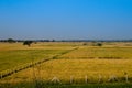 Ripe wheat crop Farm field on blue sky Royalty Free Stock Photo