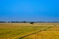 Ripe wheat crop Farm field on blue sky Royalty Free Stock Photo