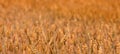 Ripe wheat crop field in summer ready for harvest Royalty Free Stock Photo