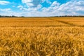 Ripe wheat crop field in summer ready for harvest Royalty Free Stock Photo