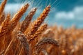 Ripe wheat crop standing in a field under a clear blue sky, ready for harvest Royalty Free Stock Photo