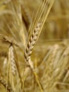 Ripe wheat ear on background of cereal field Royalty Free Stock Photo