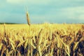 Ripe wheat ear close-up shot. Instagram effect, filtered image Royalty Free Stock Photo