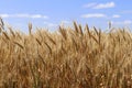 Ripe wheat ears against the blue sky. A thick summer cereal field. Royalty Free Stock Photo