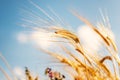 Ears of wheat in golden color Royalty Free Stock Photo