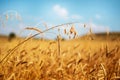 Ears of wheat in golden color Royalty Free Stock Photo