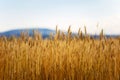 Ears of wheat in golden color Royalty Free Stock Photo