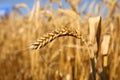 Ears of wheat in golden color Royalty Free Stock Photo