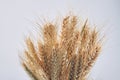 Ripe wheat of ears close-up isolated on white background. Royalty Free Stock Photo