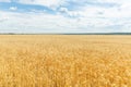 Ripe wheat ears on a farm field Royalty Free Stock Photo