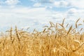 Ripe wheat ears on a farm field Royalty Free Stock Photo