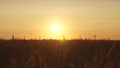 Ripe wheat ears in field. Beautiful sunset with the countryside over a field of wheat. sun illuminates the wheat crops Royalty Free Stock Photo