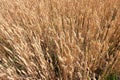 Ripe wheat ears in a field. Wheat field.Ears of golden wheat close up Royalty Free Stock Photo