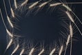 ripe wheat ears with grains in circle on black background, Royalty Free Stock Photo