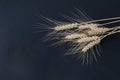 ripe wheat ears with grains lie on black background, Royalty Free Stock Photo