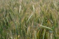 Ripe wheat ears, green yellow color, natural photography