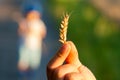 Ripe wheat ears in the hand Royalty Free Stock Photo