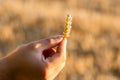 Ripe wheat ears in the hand Royalty Free Stock Photo