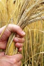 Ripe wheat ears in the hand Royalty Free Stock Photo