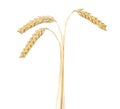 Ripe wheat ears isolated on white background Royalty Free Stock Photo