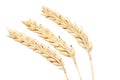 Ripe wheat ears isolated on white background Royalty Free Stock Photo