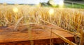 Ripe wheat ears on old wood Royalty Free Stock Photo