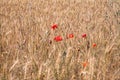 Ripe wheat ears and red poppies in the field. Harvesting wheat Royalty Free Stock Photo