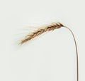 Ripe wheat ears on white sky background Royalty Free Stock Photo